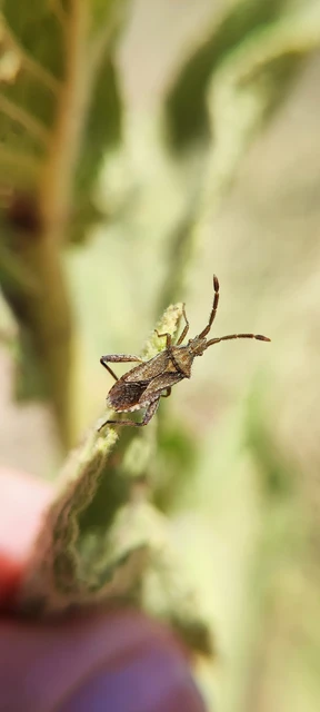 Coriomeris Coriomeris