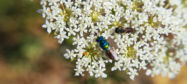 Chrysididae - fémdarazsak Chrysididae - fémdarazsak