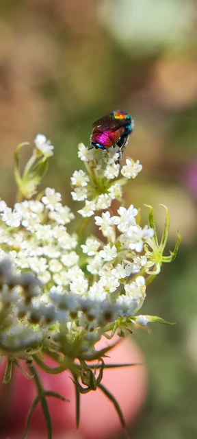 Chrysididae - fémdarazsak Chrysididae - fémdarazsak