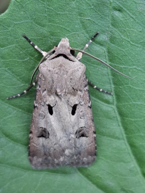 Agrotis exclamationis - felkiáltójeles földibagoly