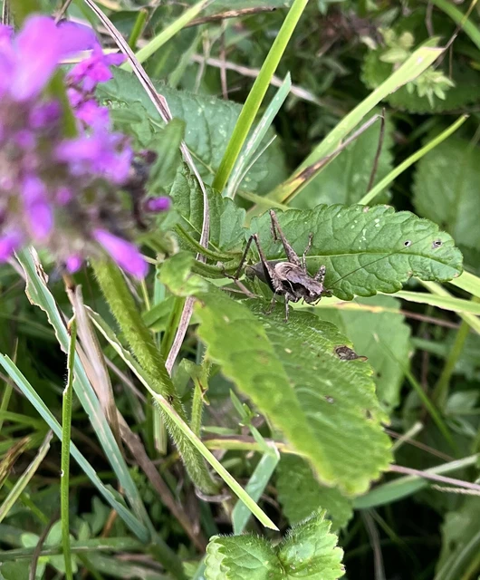 Orthoptera - Egyenesszárnyúak