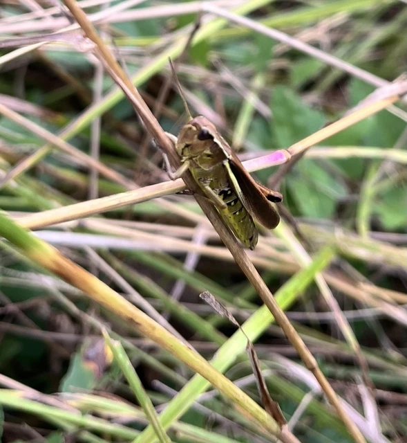 Orthoptera - Egyenesszárnyúak