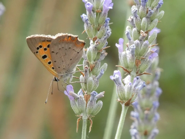 Lycaena phlaeas - közönséges tűzlepke