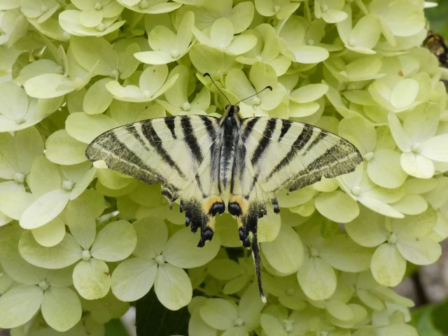 Iphiclides podalirius - kardoslepke
