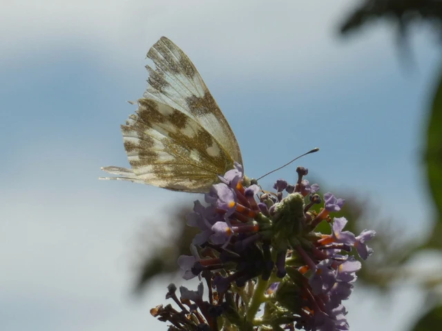 Pontia edusa - rezedalepke