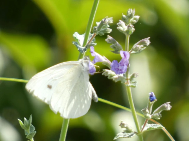 Pieris rapae - répalepke