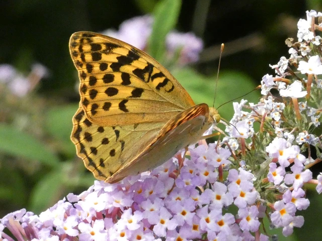 Argynnis pandora - zöldes gyöngyházlepke