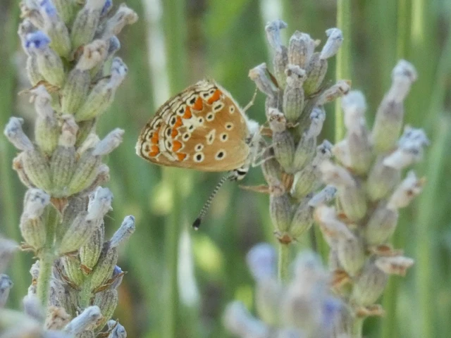 Aricia agestis - szerecsenboglárka