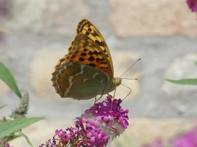 Argynnis pandora - zöldes gyöngyházlepke