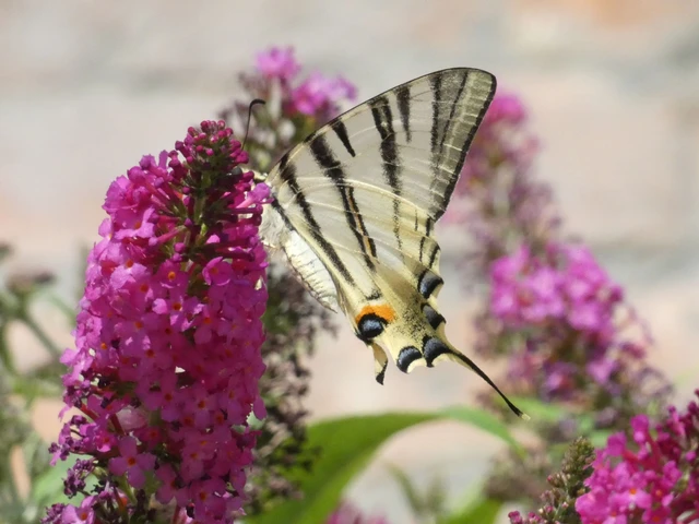 Iphiclides podalirius - kardoslepke