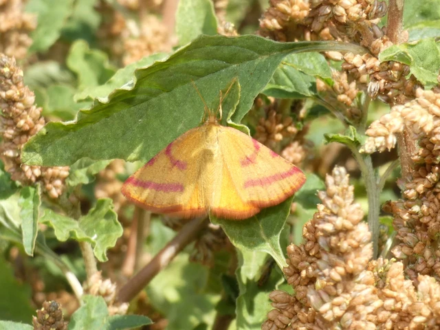 Lythria purpuraria - bíborsávos araszoló