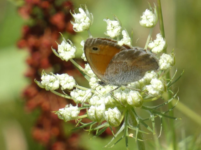 Coenonympha pamphilus - kis szénalepke