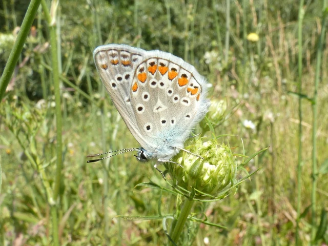 Polyommatus icarus - közönséges boglárka