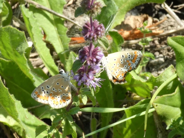 Aricia agestis - szerecsenboglárka