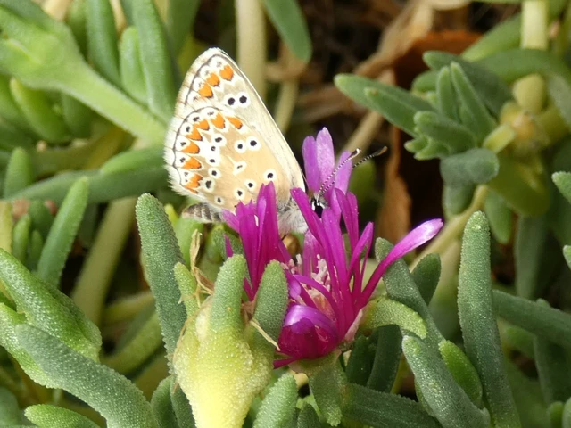 Aricia agestis - szerecsenboglárka
