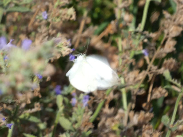 Pieris rapae - répalepke