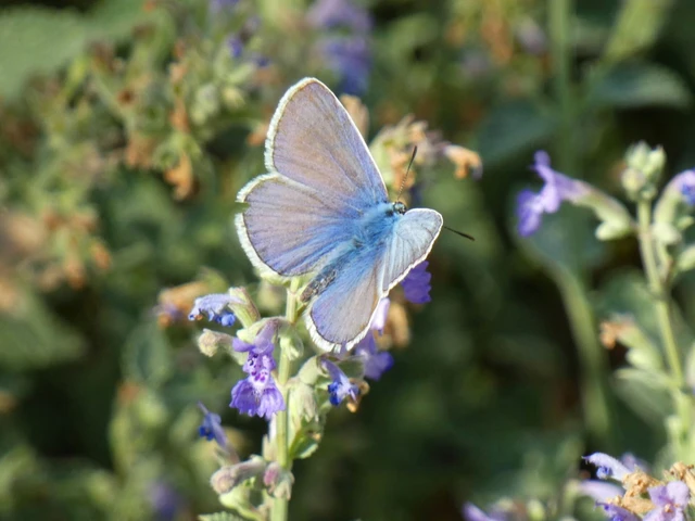 Polyommatus icarus - közönséges boglárka