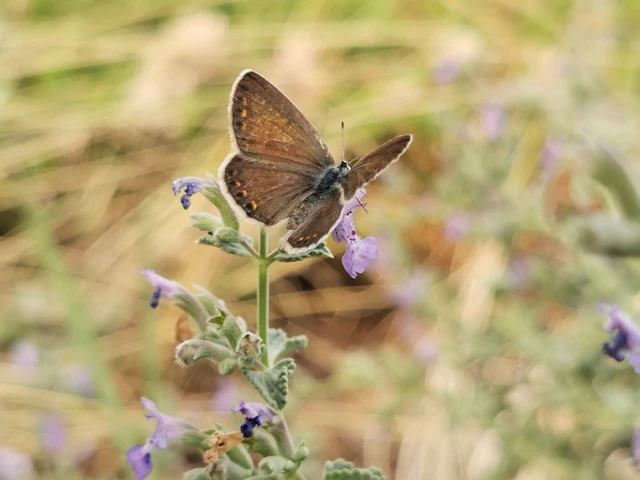 Polyommatus icarus - közönséges boglárka