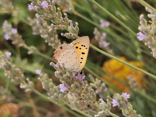 Lycaena phlaeas - közönséges tűzlepke