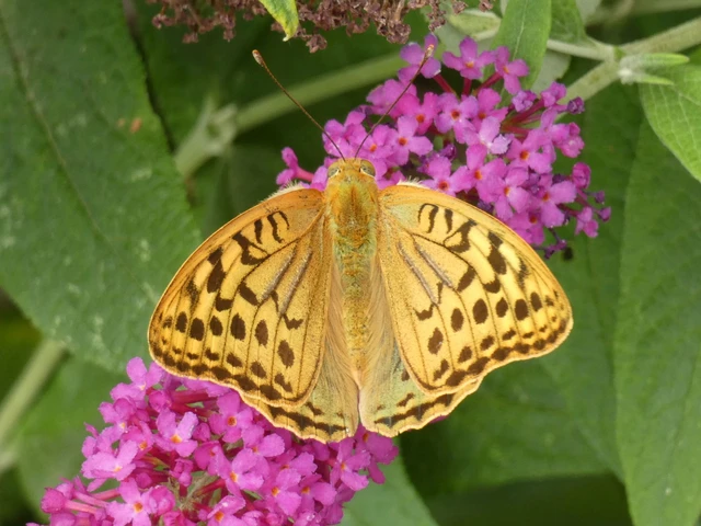 Argynnis pandora - zöldes gyöngyházlepke