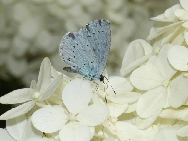 Celastrina argiolus - bengeboglárka