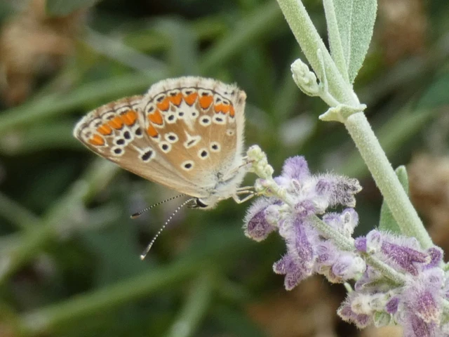 Aricia agestis - szerecsenboglárka
