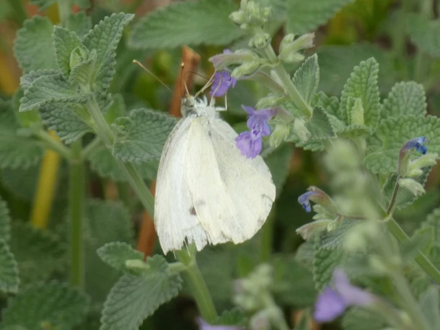 Pieris rapae - répalepke