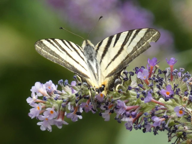 Iphiclides podalirius - kardoslepke