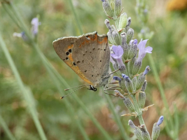 Lycaena phlaeas - közönséges tűzlepke