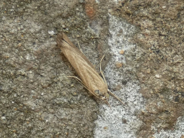 Microlepidoptera - Molylepkék