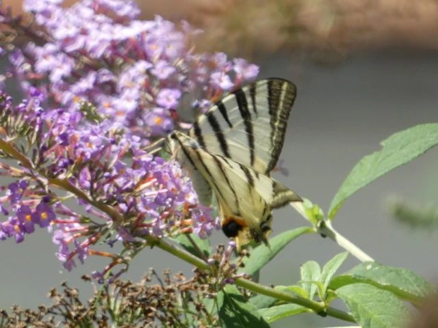 Iphiclides podalirius - kardoslepke