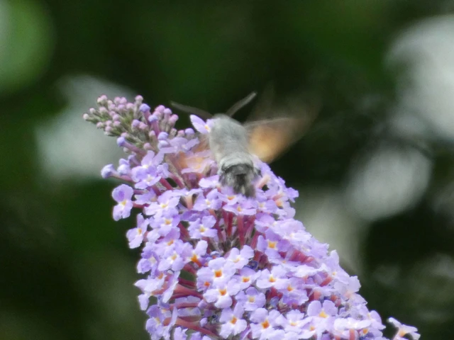 Macroglossum stellatarum - kacsafarkú szender