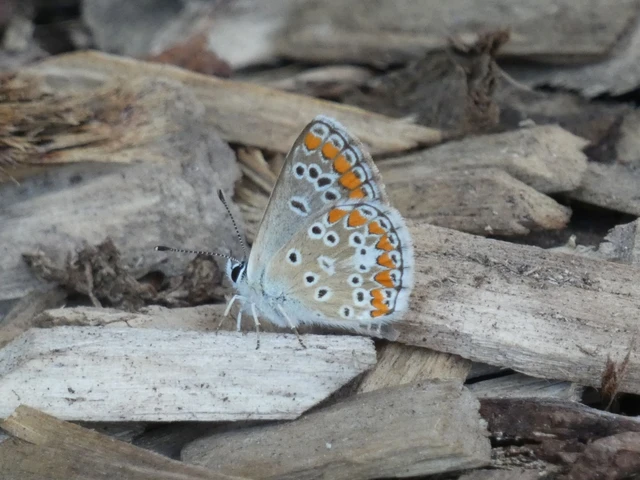 Aricia agestis - szerecsenboglárka