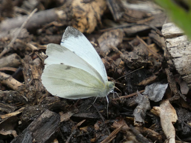 Pieris rapae - répalepke