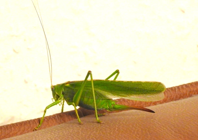 Orthoptera - Egyenesszárnyúak
