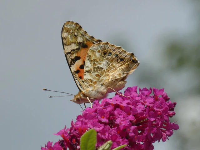 Vanessa cardui - bogáncslepke