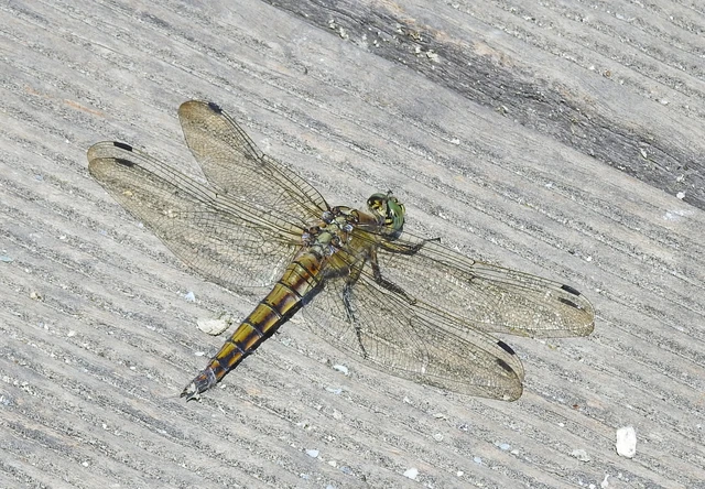 Orthetrum cancellatum - feketefarkú pásztorszitakötő Orthetrum cancellatum - feketefarkú pásztorszitakötő
