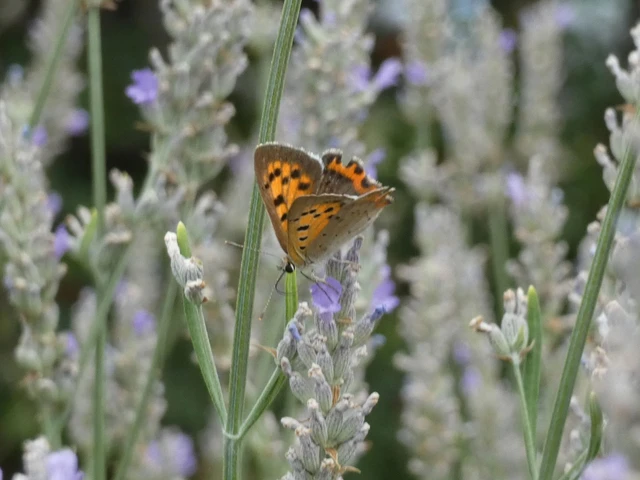 Lycaena phlaeas - közönséges tűzlepke