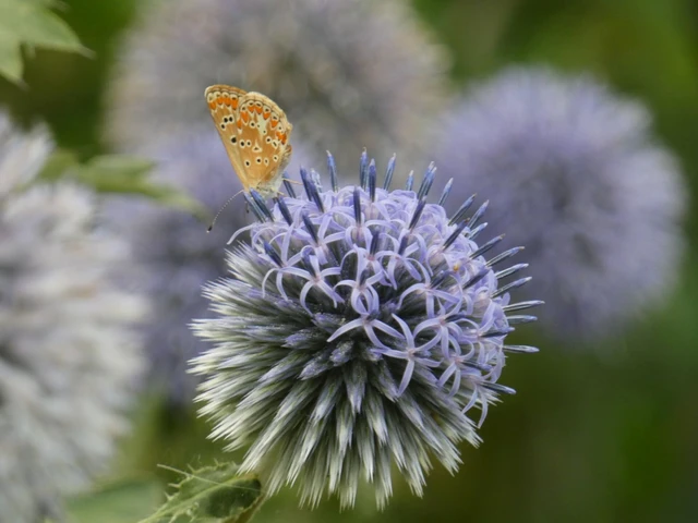Aricia agestis - szerecsenboglárka