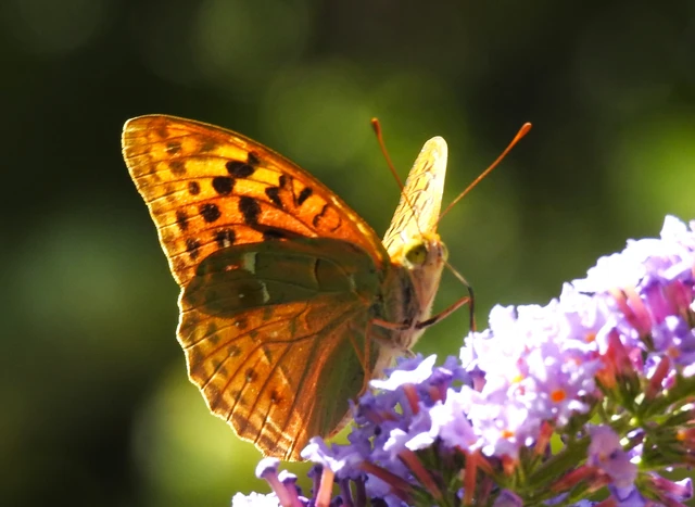 Argynnis pandora - zöldes gyöngyházlepke
