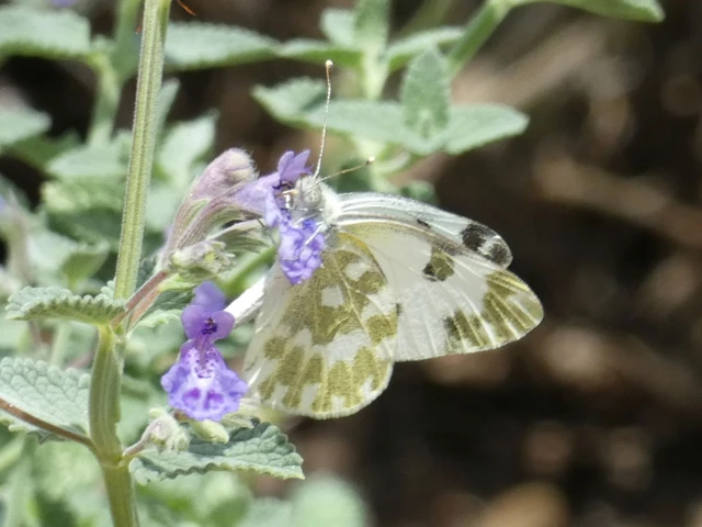 Pontia edusa - rezedalepke