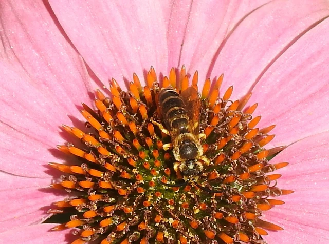 Hymenoptera - Hártyásszárnyúak Hymenoptera - Hártyásszárnyúak