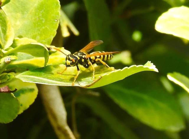 Polistes - papírdarazsak Polistes - papírdarazsak