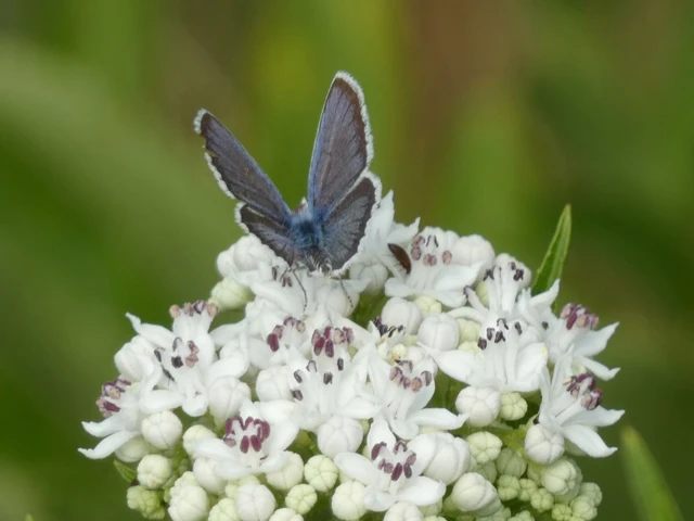 Plebejus argus - ezüstös boglárka