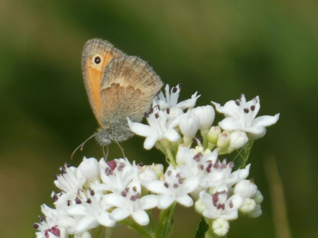 Coenonympha pamphilus - kis szénalepke