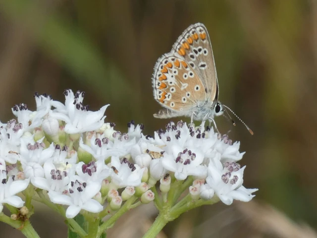 Aricia agestis - szerecsenboglárka
