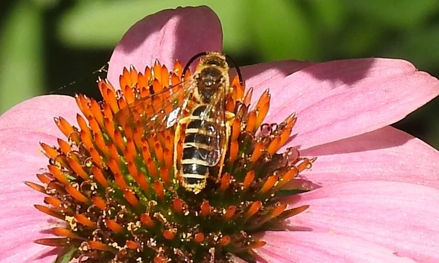 Hymenoptera - Hártyásszárnyúak Hymenoptera - Hártyásszárnyúak