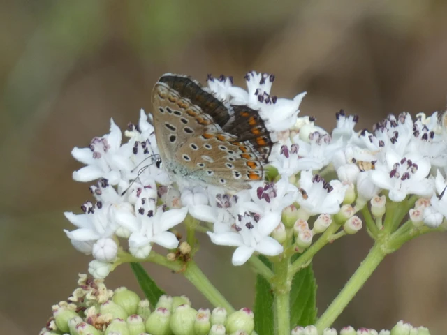 Polyommatus bellargus - égszínű boglárka