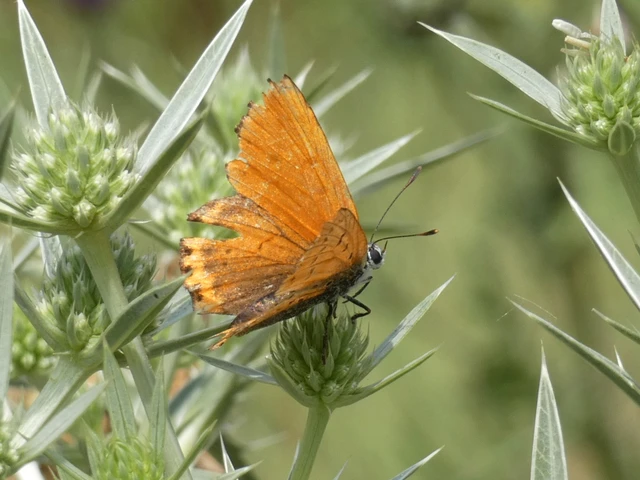 Lycaena thersamon - kis tűzlepke