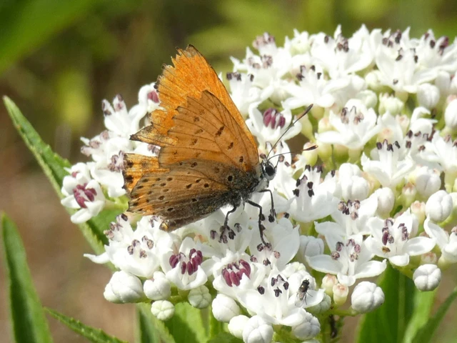 Lycaena thersamon - kis tűzlepke